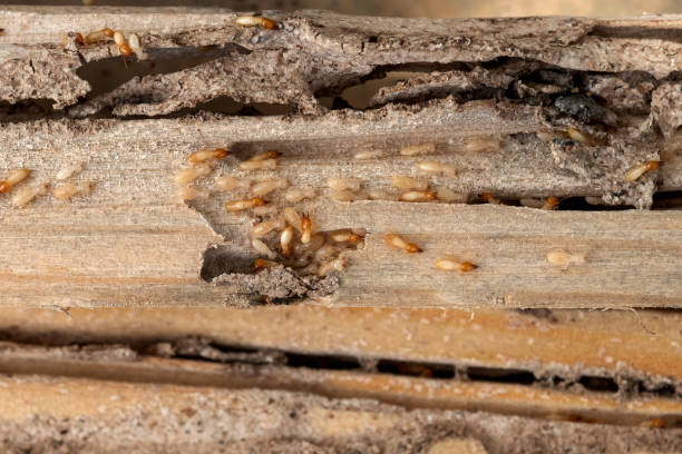 Best Commercial Pest Control Services  in Derwood, MD